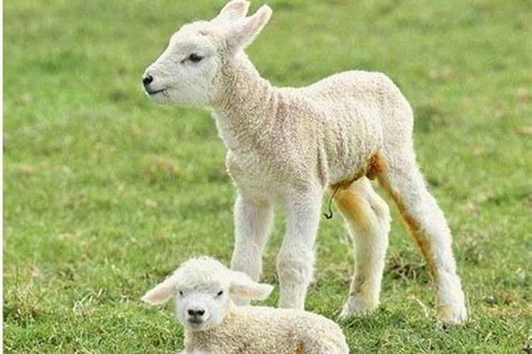 鸡和羊合婚相配吗？