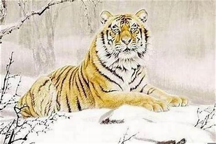 属虎犯什么太岁最好？