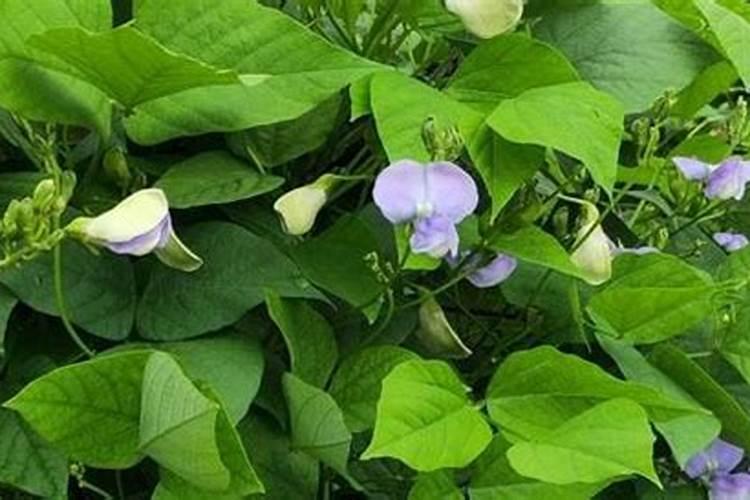 立夏点的豆子几月收？