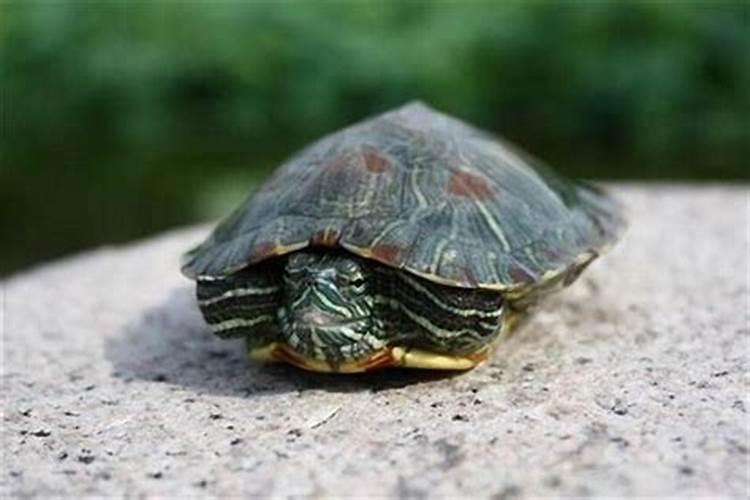 梦见很多小乌龟死了？