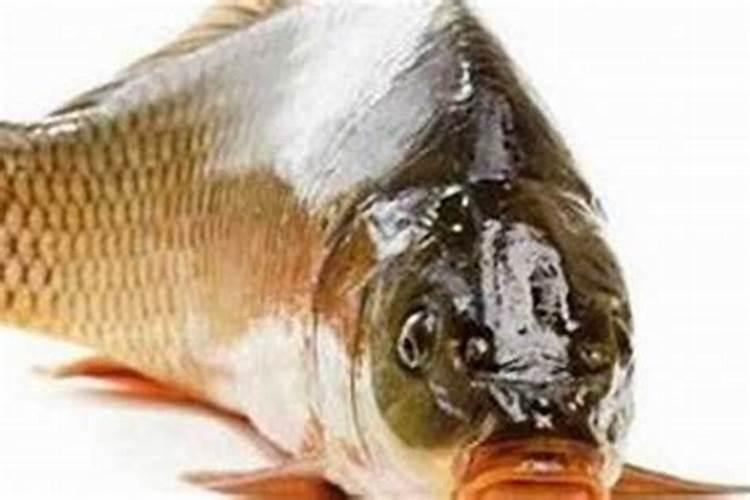 梦见鱼死了是什么意思？