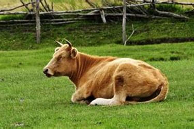 十二月二十九出生的牛