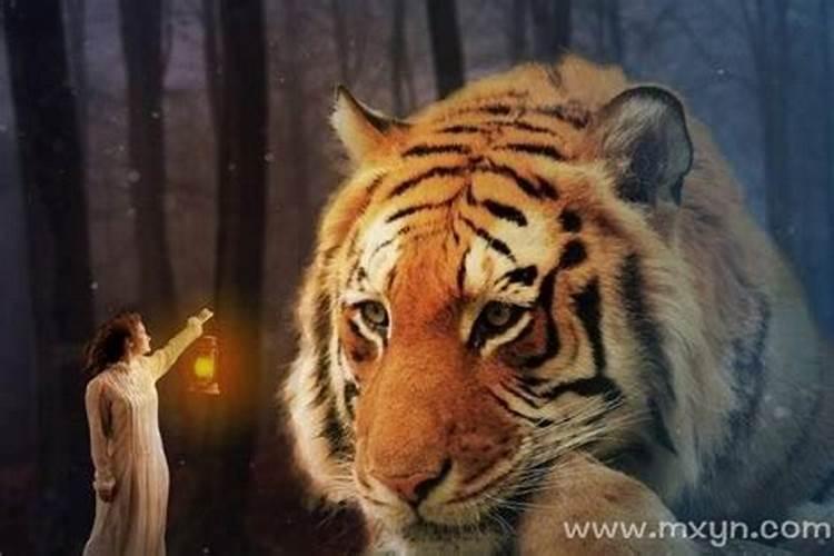 梦见老虎追着想咬我