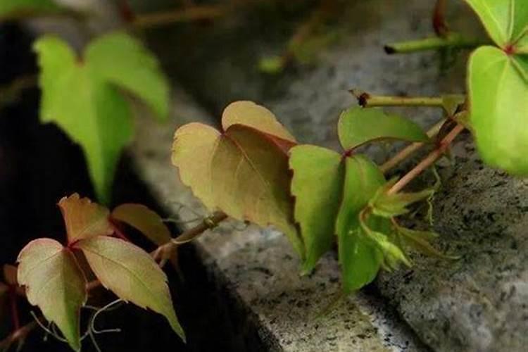 梦见爬山虎老往我身上爬