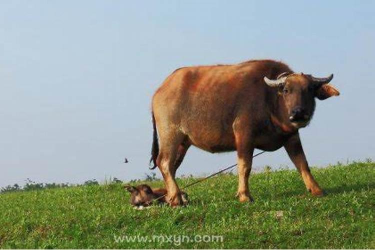 梦见牛丢了找牛是什么意思？
