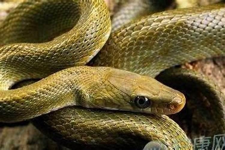 梦见家人被蛇咬了是什么预兆？