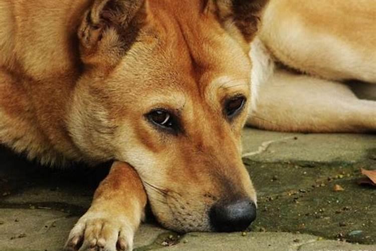 梦见大黄狗咬我是什么预兆？