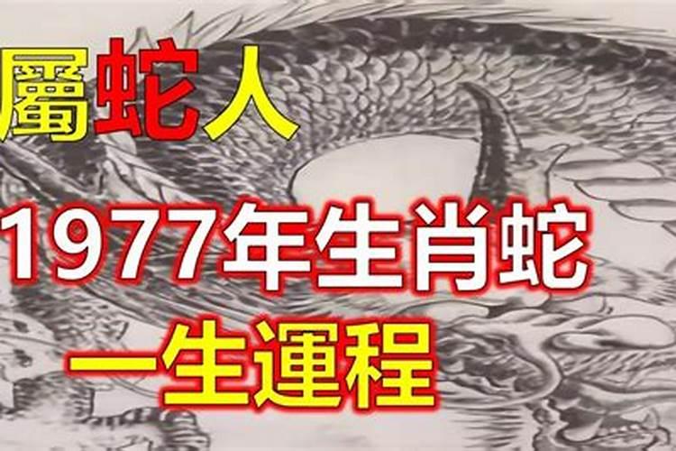 1977生肖蛇喜事