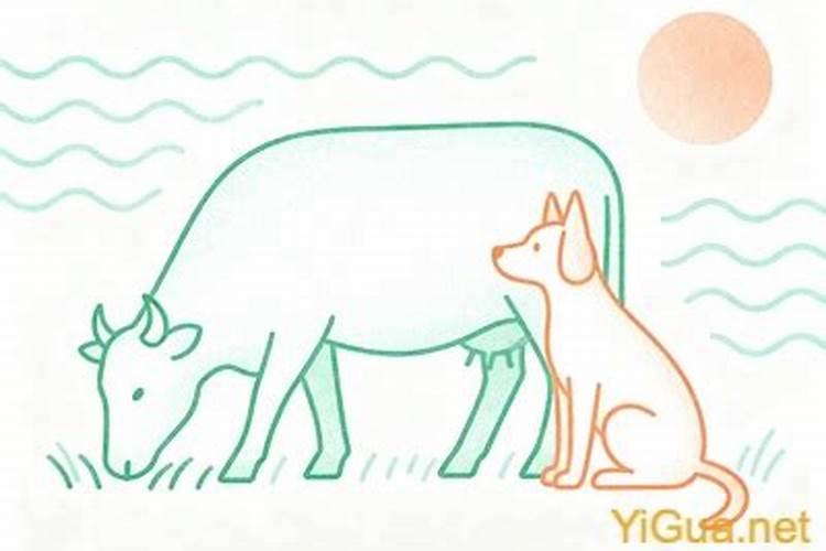 狗和牛能合婚吗？