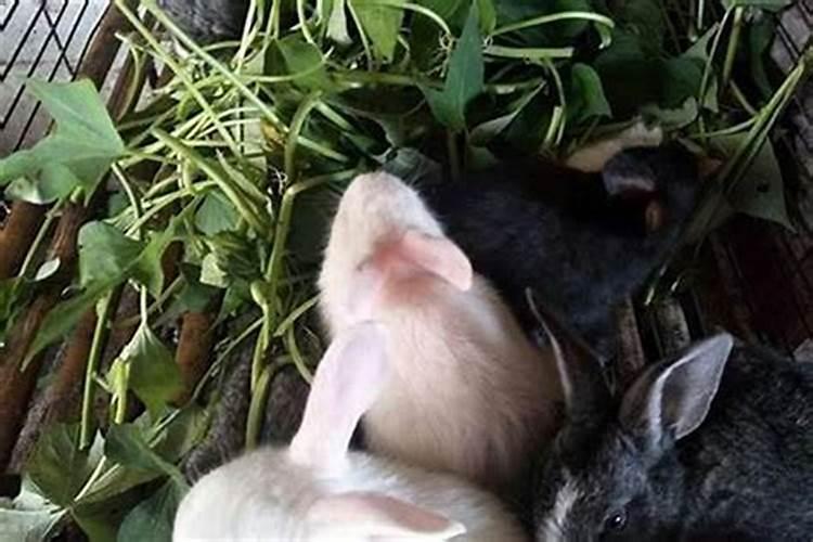 87兔和88龙合婚吗？