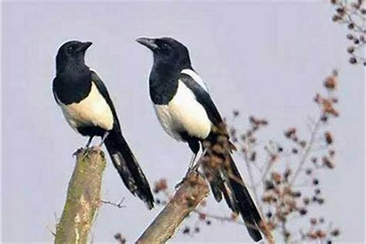 喜鹊到家里什么预兆？