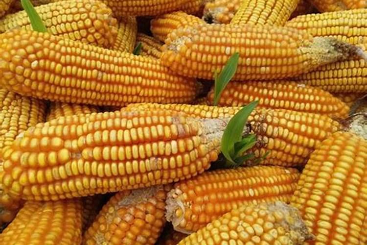 梦到下大雨收玉米了