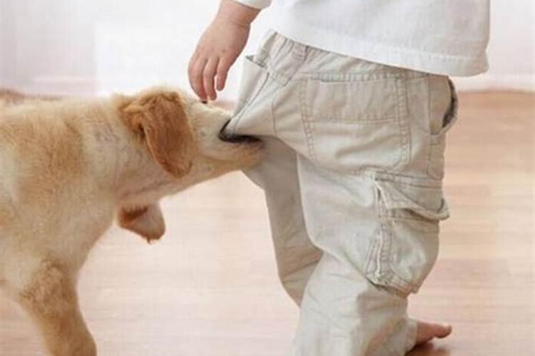 梦见狗扑咬自己被吓醒