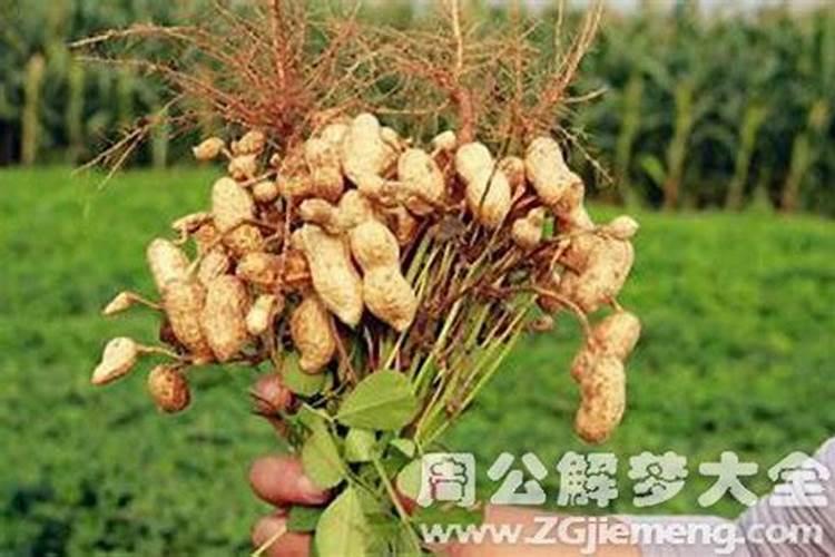 梦到好多花生是什么意思？