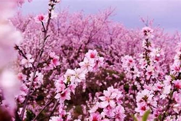 生辰八字犯桃花怎么办？