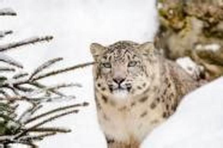 梦见豹子追我飞走了