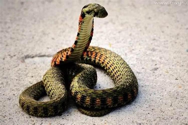 梦见被蟒蛇咬腿是什么预兆？