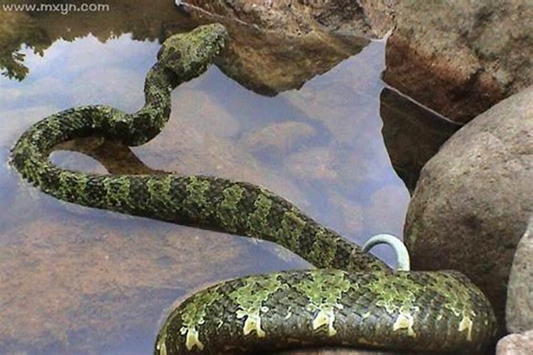 梦见蛇咬我的腿是什么意思？