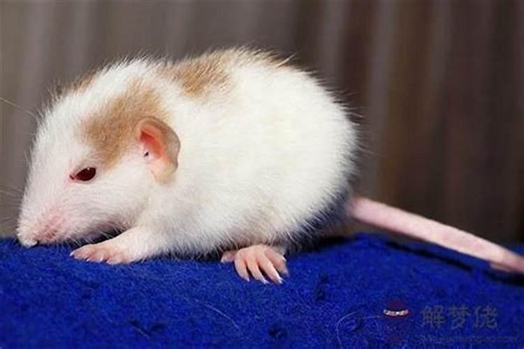 鼠人2026年运种程