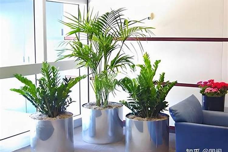 增加事业运的绿植