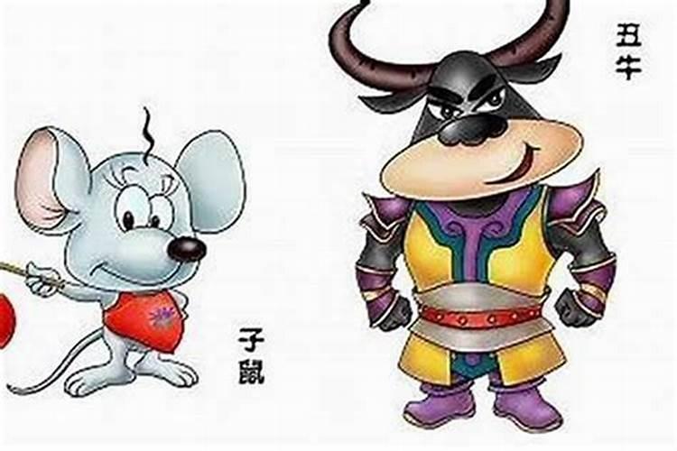 属牛的和属鼠的八字合吗？