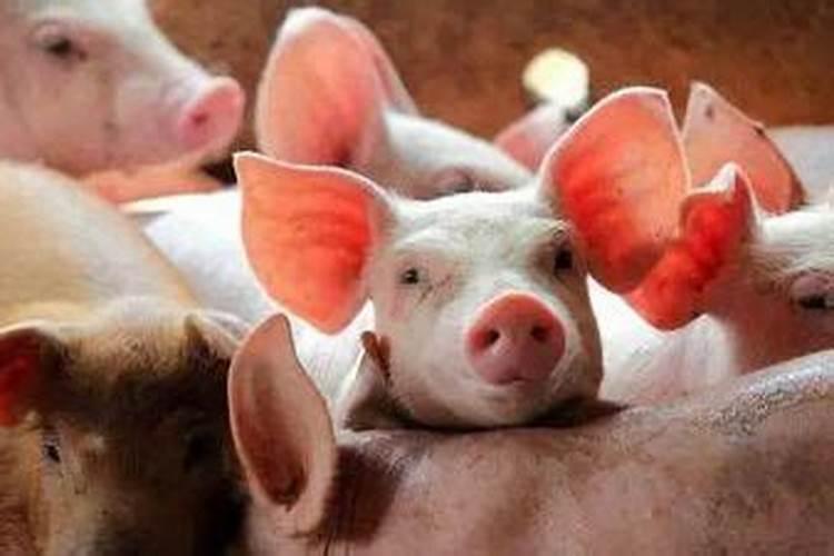 1983年猪年运势2026年运程