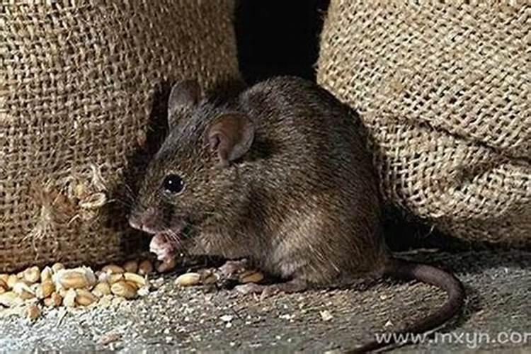 梦到一窝老鼠在床上跑