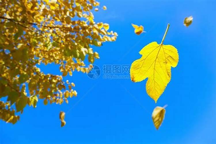 梦到妹妹从树上掉下来