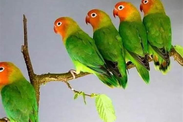 家中养鸟对家庭运势有影响吗？