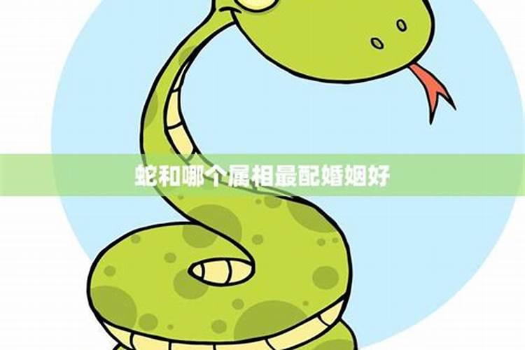 蛇和哪个属相最合婚？
