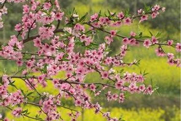 八字算命怎么看桃花？