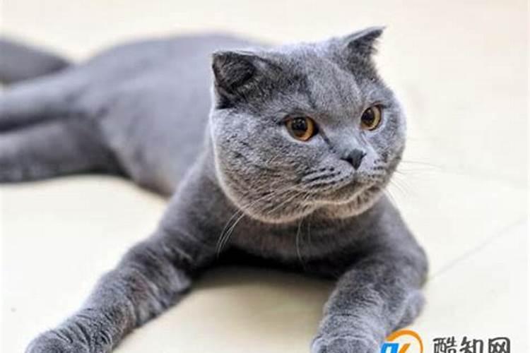 梦到杀死猫是什么征兆？