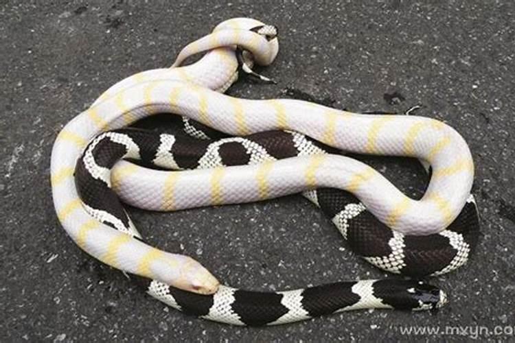 怀孕梦到两条蛇是什么意思？