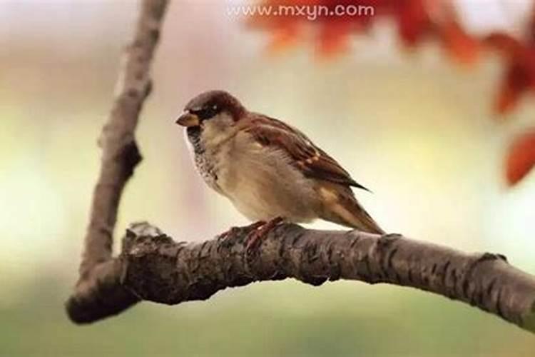 梦见房子进麻雀什么意思？