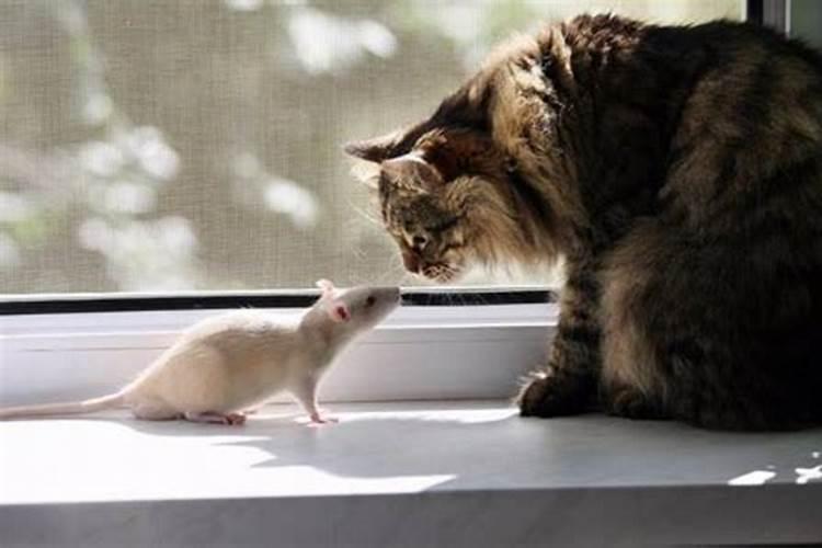 梦到老鼠和猫在一起