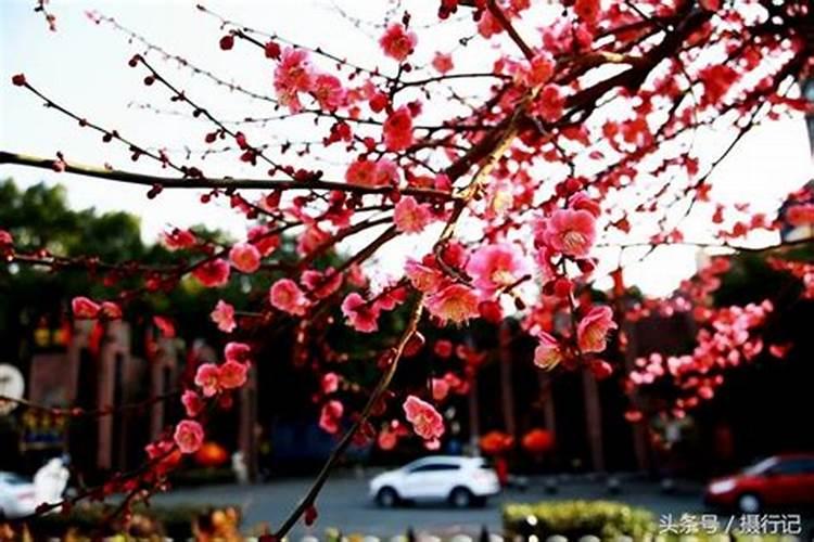 宜昌正月初一哪里？