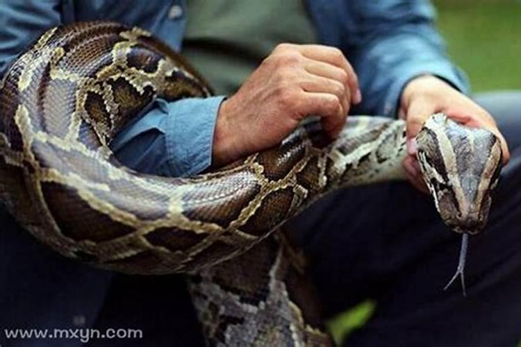 女人做梦梦见大蟒蛇