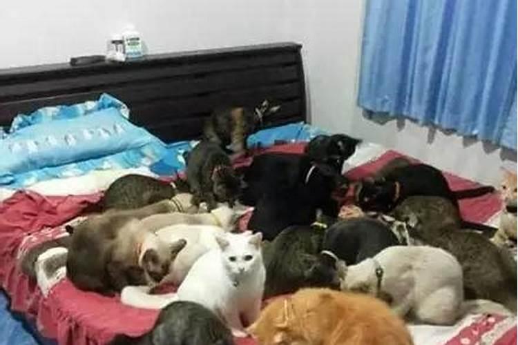 梦见死去的叔叔养了很多猫？