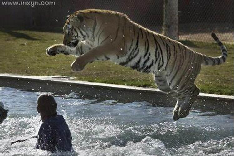 梦见被老虎追咬是什么预兆？