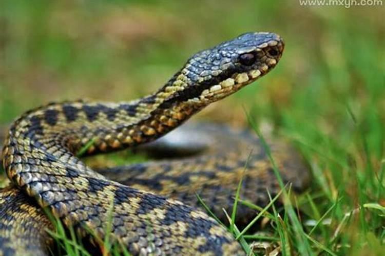 梦见他人被蛇咬出血