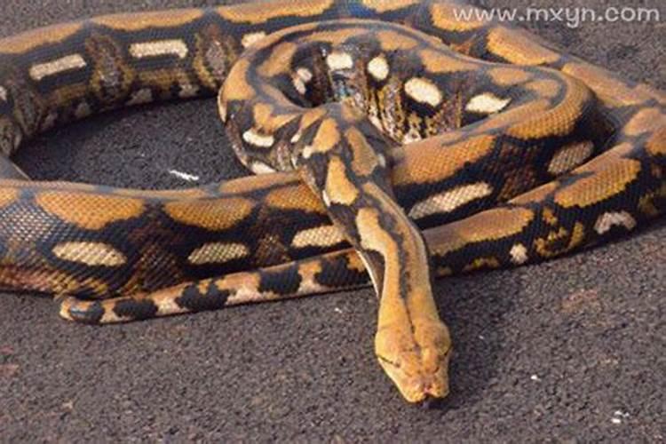 梦见很多巨蟒是什么预兆？