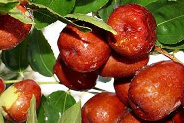 梦见大红枣树是什么意思？