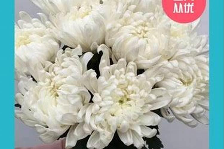 冬至菊花花祭祖