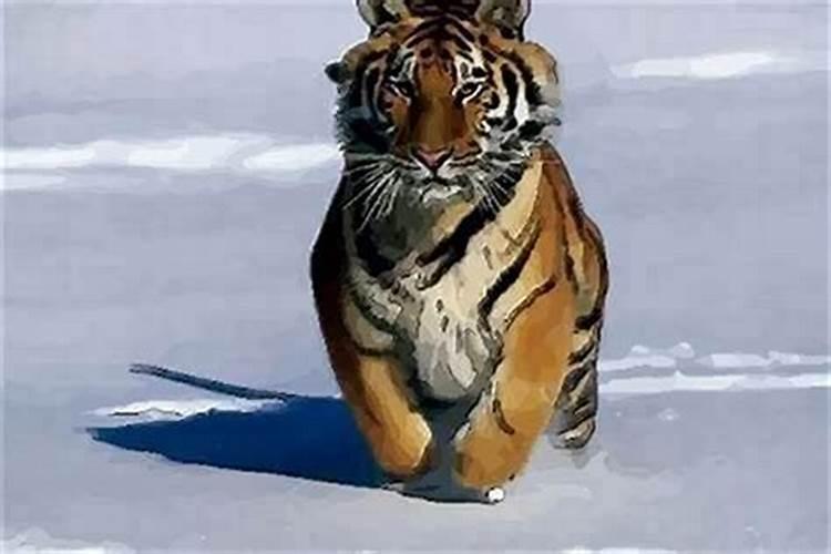 属虎在猪年的运势怎么样？