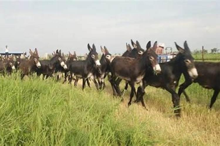 梦见驴是什么预兆周公解梦？