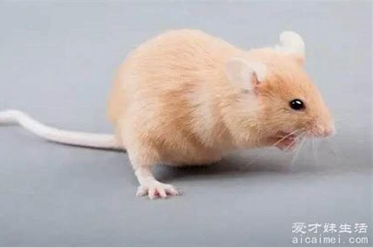 女人梦见老鼠什么征兆？