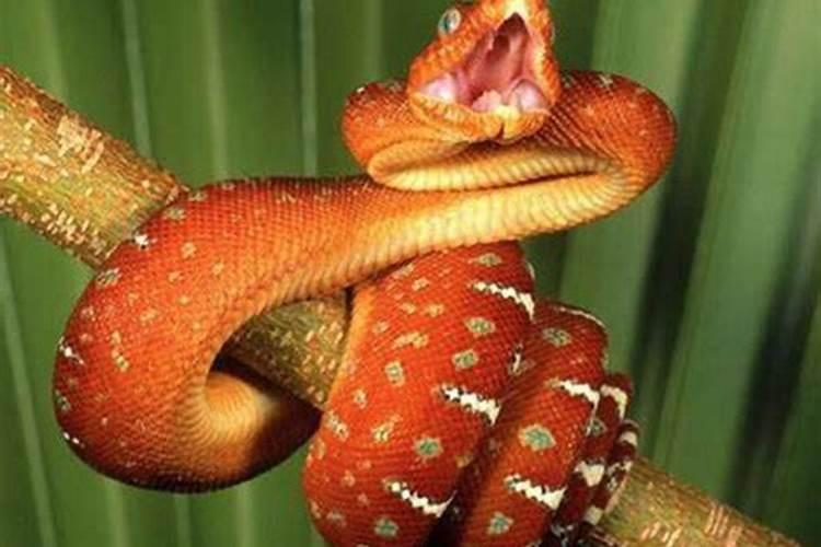 梦见蛇追我是什么征兆？