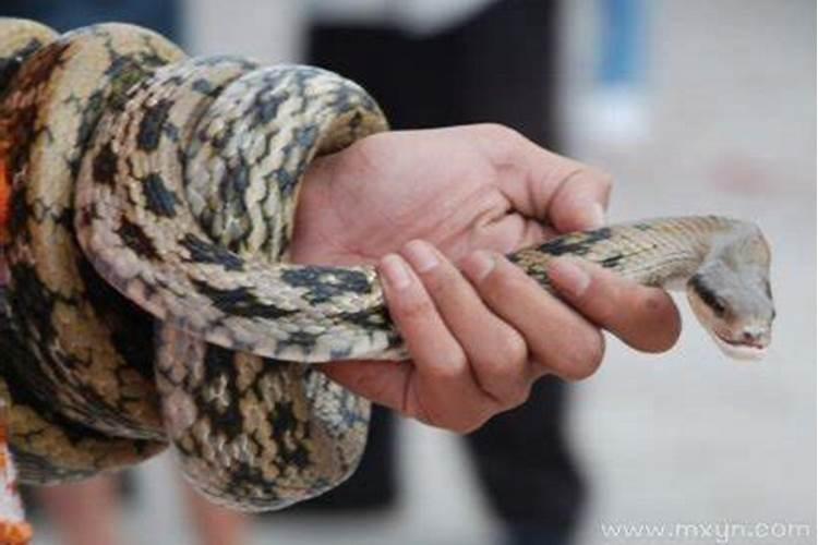 梦见妈妈抓蛇是什么预兆？