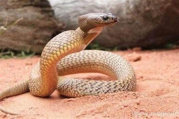 梦到红色的蛇咬自己的脚