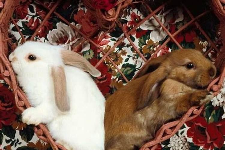 男兔女兔合婚吗？